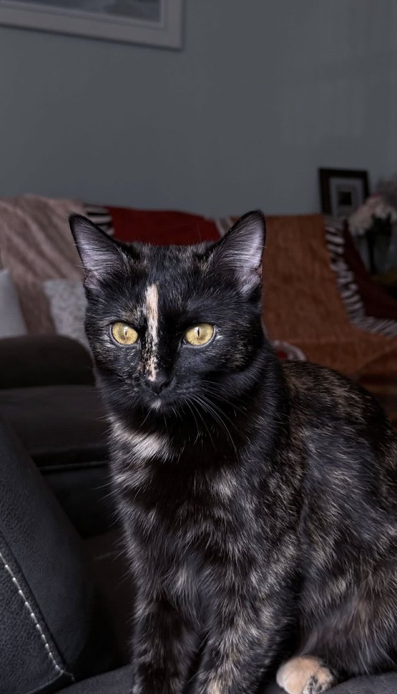 Bijli, a black and tortoiseshell cat with golden eyes, sitting on a couch